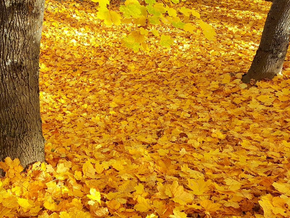 Tausende von goldenen Blättern liegen zwischen den Bäumen am Boden.