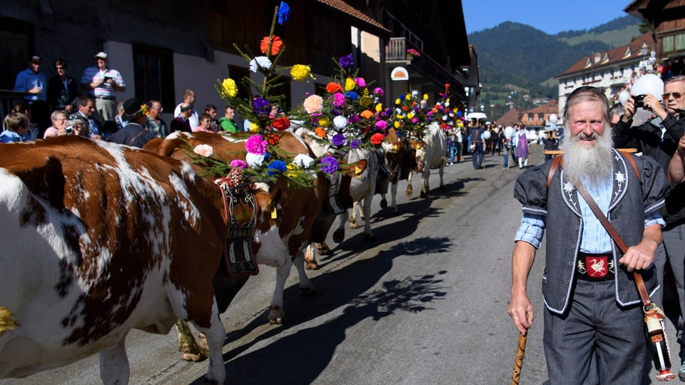 Ein Bauer geht mit geschmückten Kühen über eine Strasse