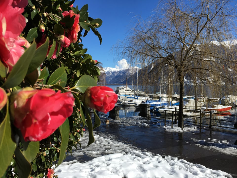 Am Tag danach Am 5. März schneite es kräftig im Tessin. Am folgenden Tag erlebte Minusio einen Traumtag.