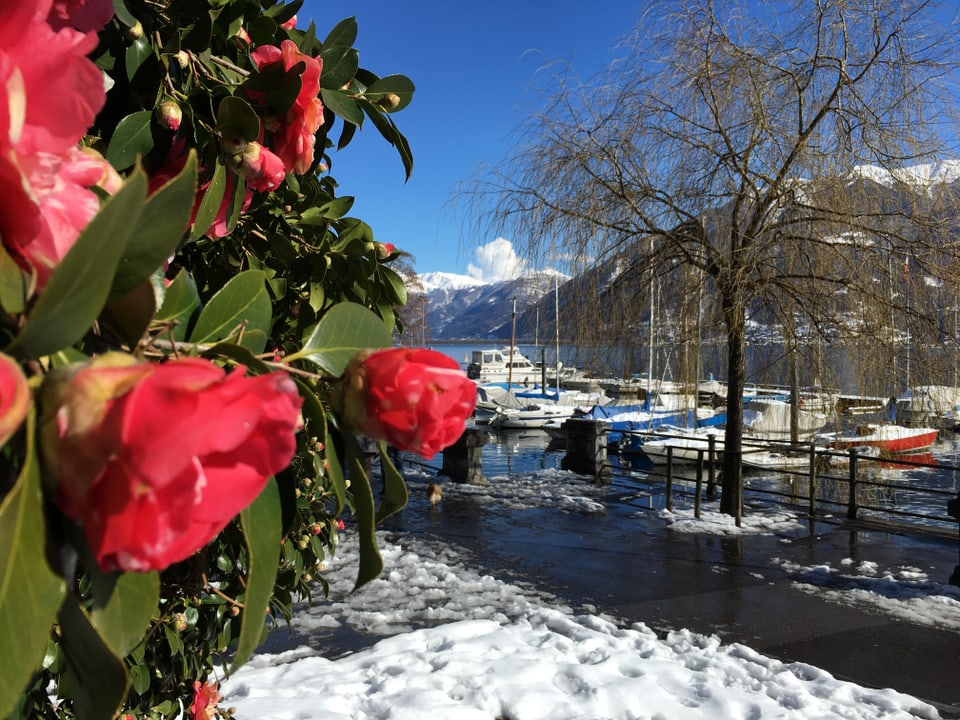 Am 5. März schneite es kräftig im Tessin. Am folgenden Tag erlebte Minusio einen Traumtag.