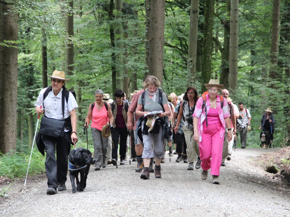 Wanderinnen, Wanderer und Hunde auf einem Waldweg.