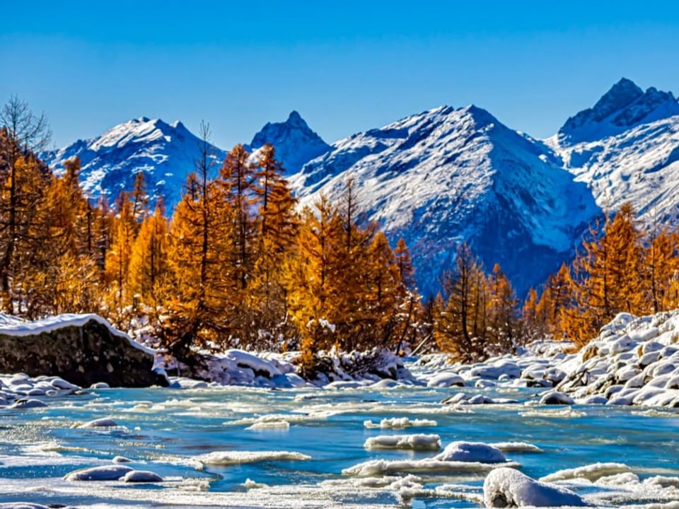 Fluss mit Eisschollen darin. Im Hintergrund gelbe Lärchen, am Horizont Schneeberge