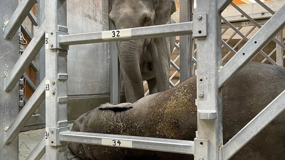 Ein Elefant nimmt Abschied von einem toten Herdenmitglied