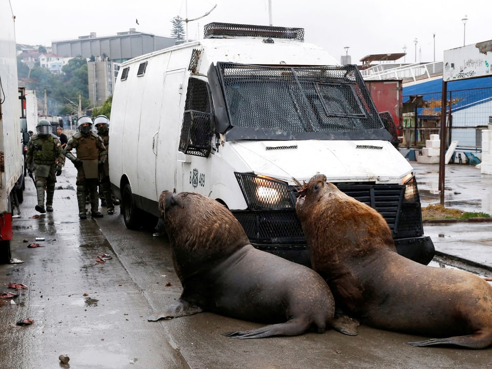 Sea lions block the road.