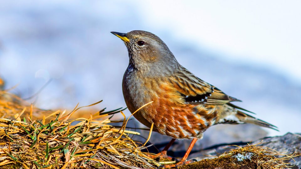 Ein rötlicher-grauer Vogel in einer Berglandschaft.