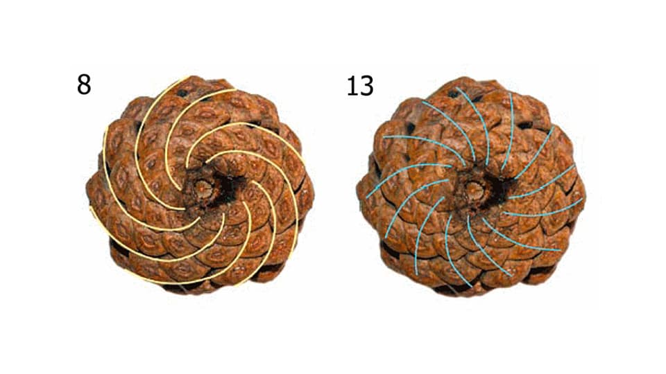 Tannenzapfen mit 8 bzw. 13 Spiralen 