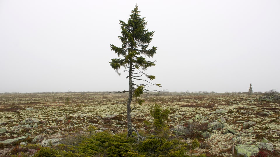 Fünfmalklug Wo steht der älteste lebende Baum der Welt? Einstein SRF