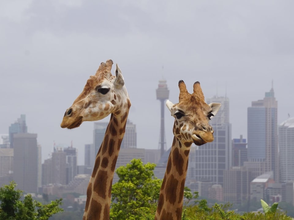 Zwei Giraffen vor Hochhäusern