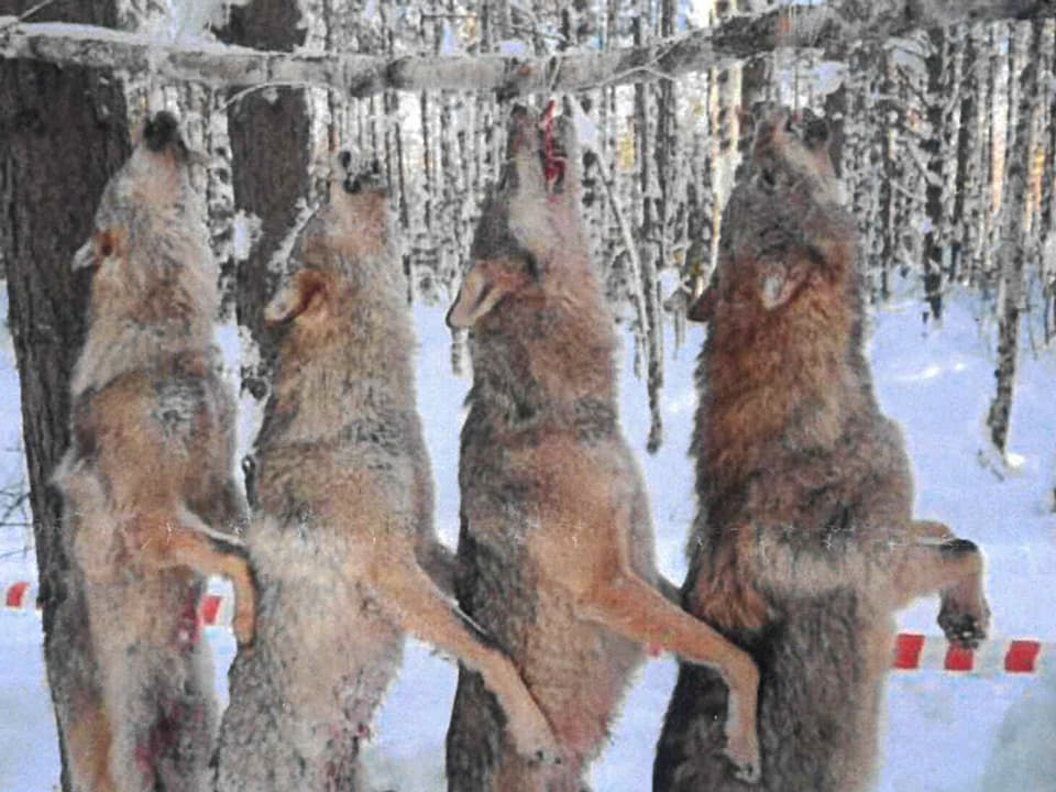 Vier tote Wölfe sind an einem dicken Seil aufgehängt.