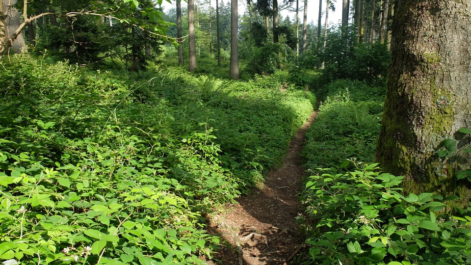  Es grünt so grün, wenn man im Sommer wandert! Ein Waldstück unterhalb des Bachtels auf dem Weg nach Wald (ZH)