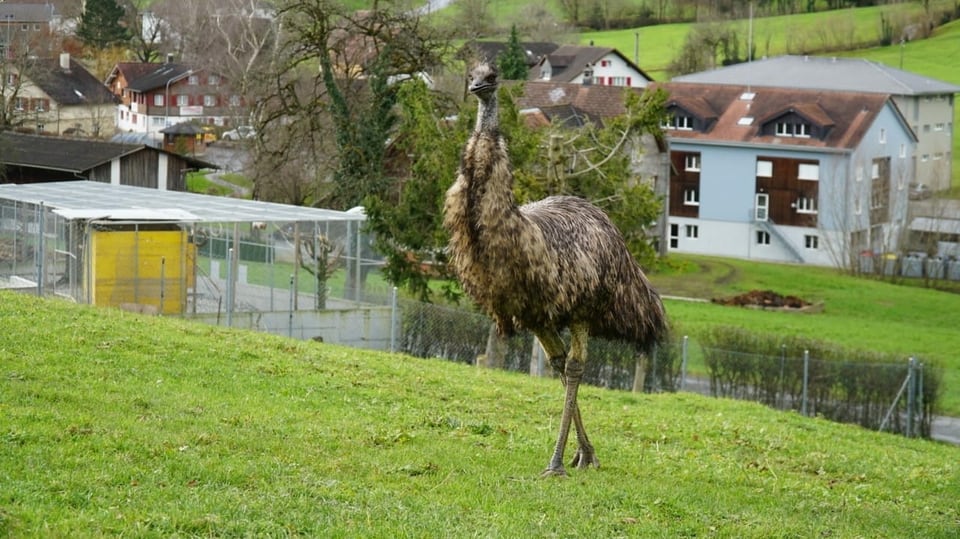 Emu auf Wiese