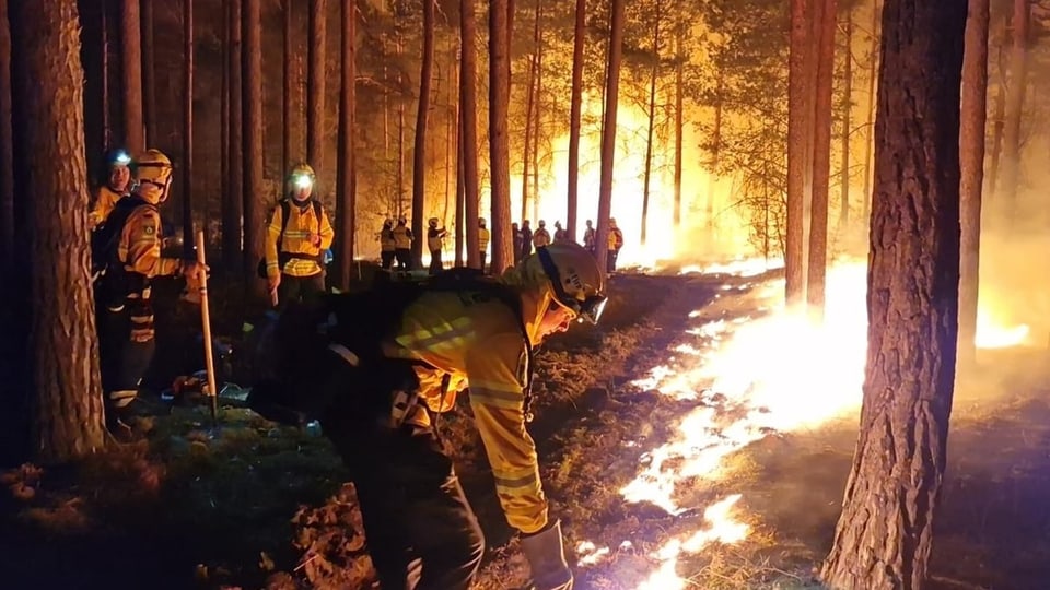 Mehrere Feuerwehrleute kämpfen in einem lodernden Wald gegen die Flammen.