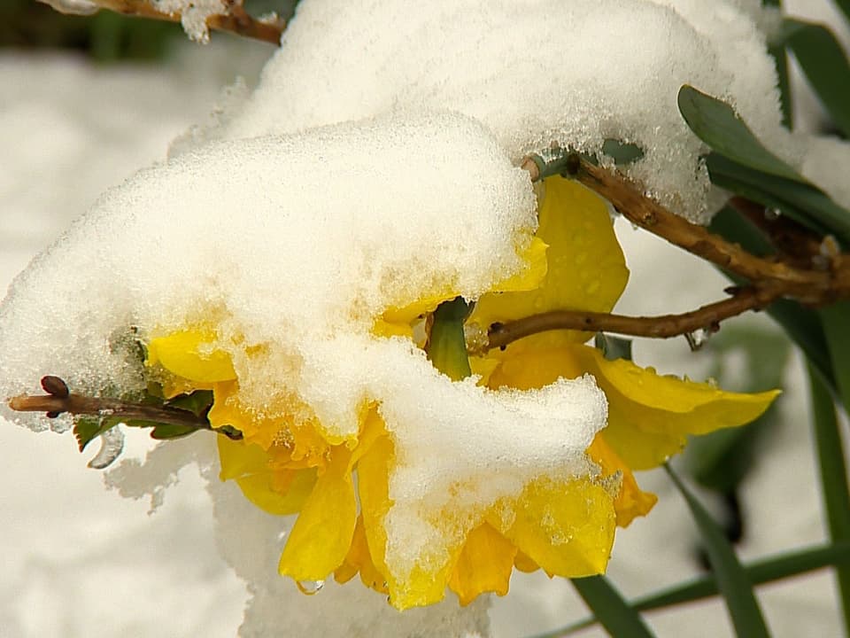 Schnee auf einer gelben Blume