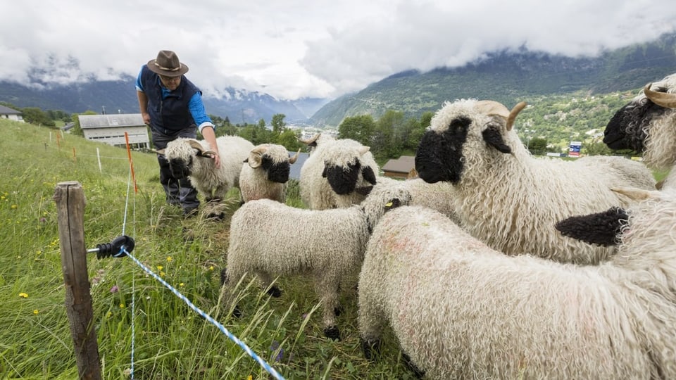 Schafe auf der Alp. 