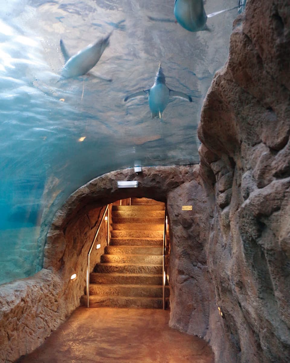 An der Decke eines Höhlengangs blickt man in ein Wasserbecken mit Pingus.