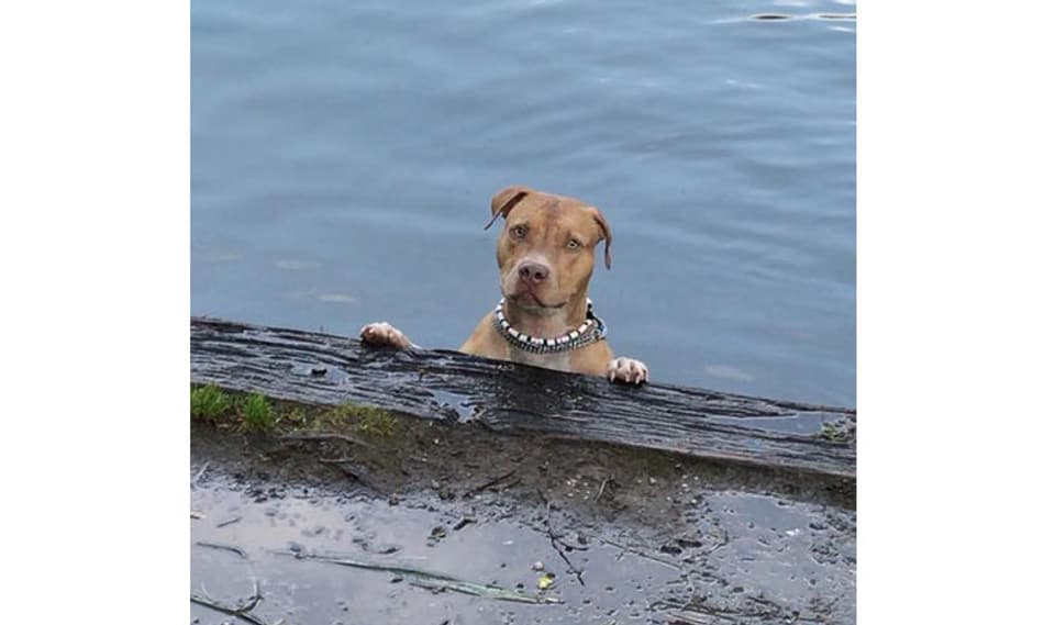 Hund im See schaut über eine Mauer.