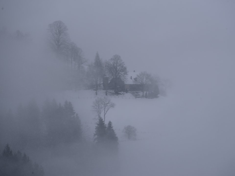 Tannen und Bäume in nebelverhangener Schneelandschaft. 