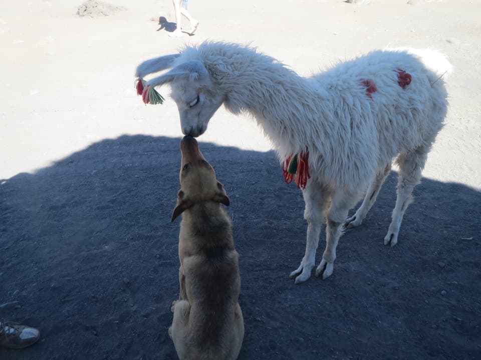 Ein sitzender Hund und ein Lama beschnuppern sich. Es sieht aus wie ein Begrüssungskuss.