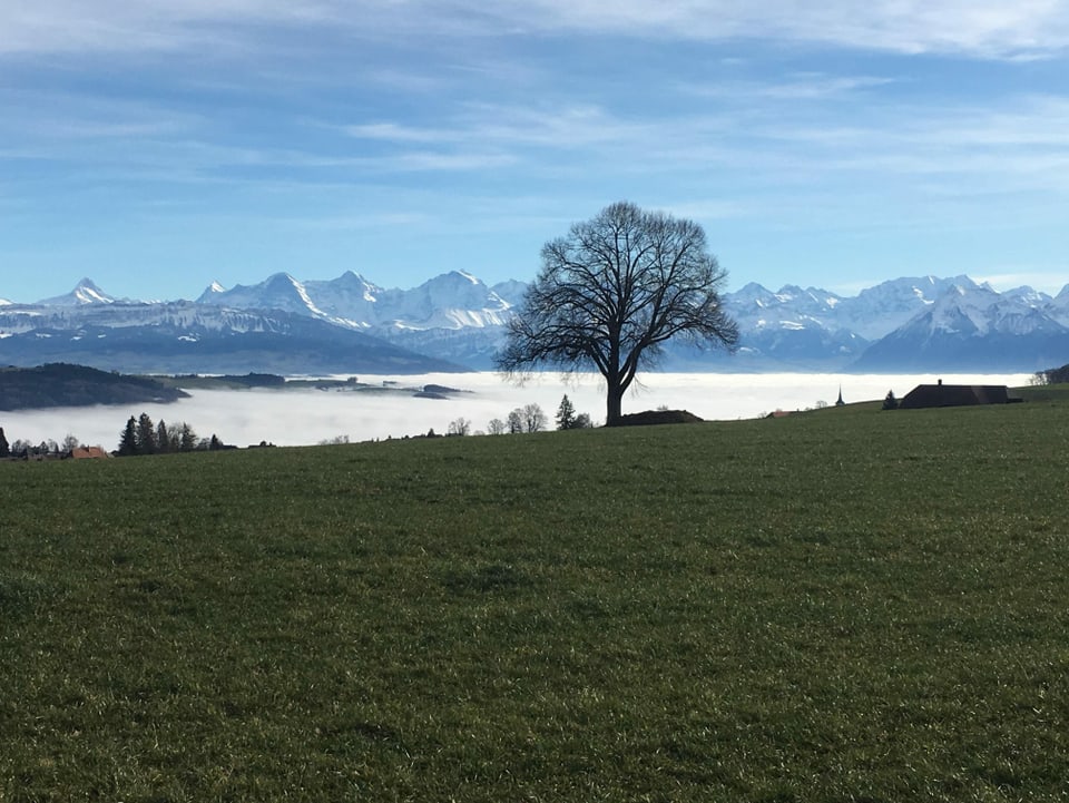 Blick auf ein Nebelmeer und die Alpen.