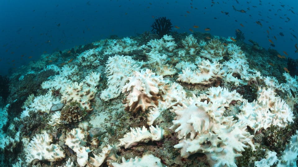 Weisse Korallen auf einem Riff.