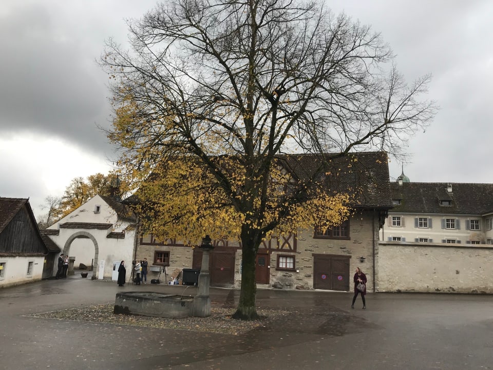 Baum Kloster