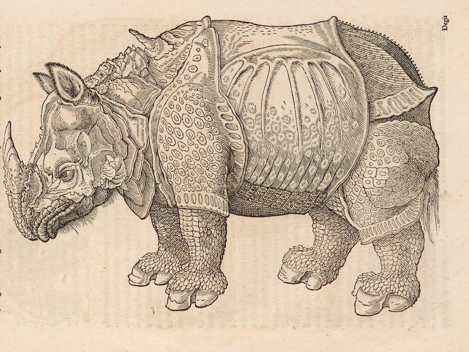 Zeichnerische Darstellung eines Rhinozeros in einem Werk von Conrad Gessner.