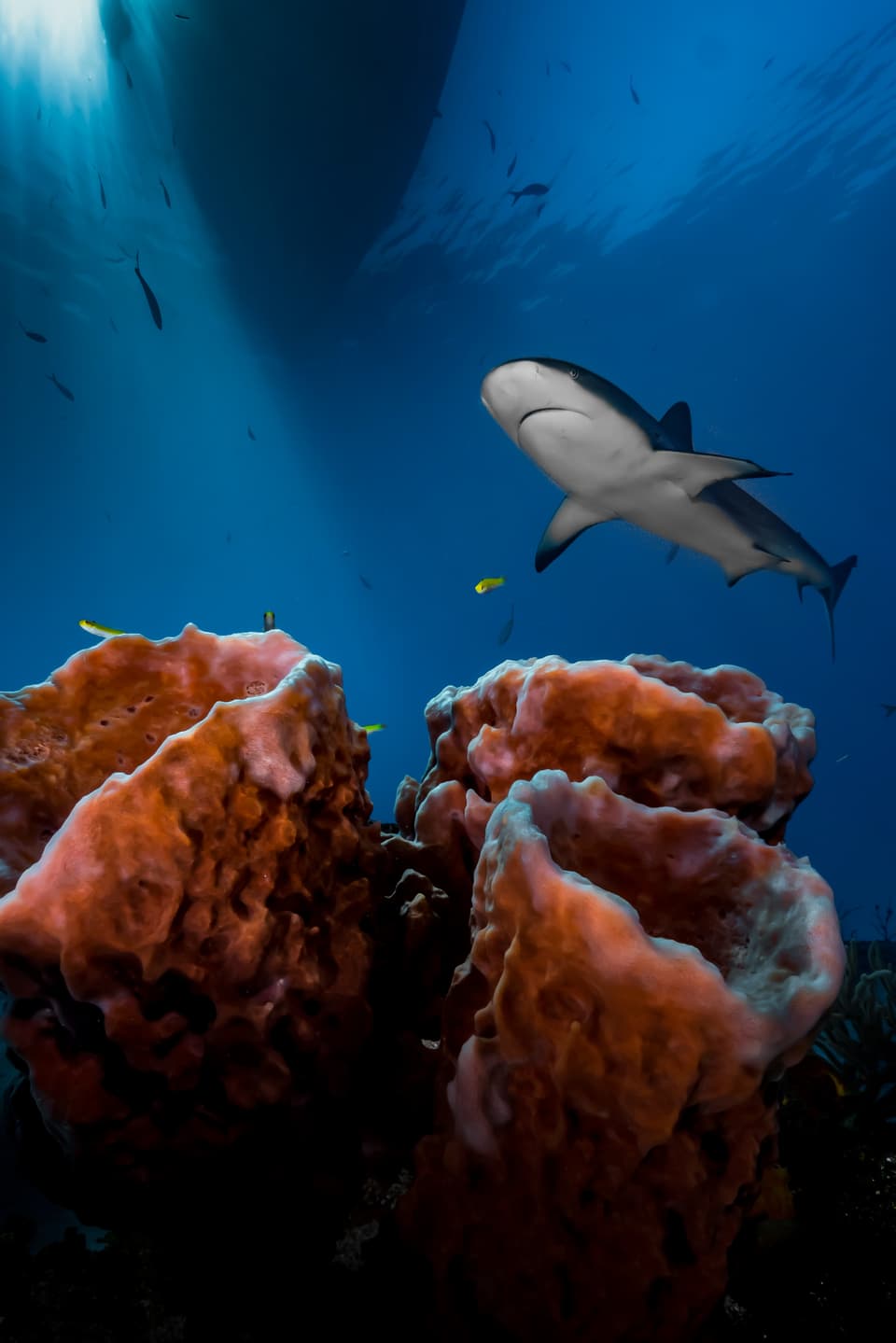 Sieger der Kategorie: «Up & Coming Underwater Photographer»: Pier Mane. 