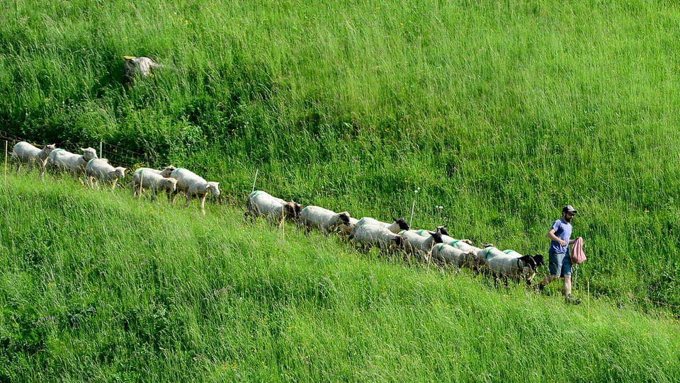 Schafe gehen auf einer Wiese hinter einem Mann her.