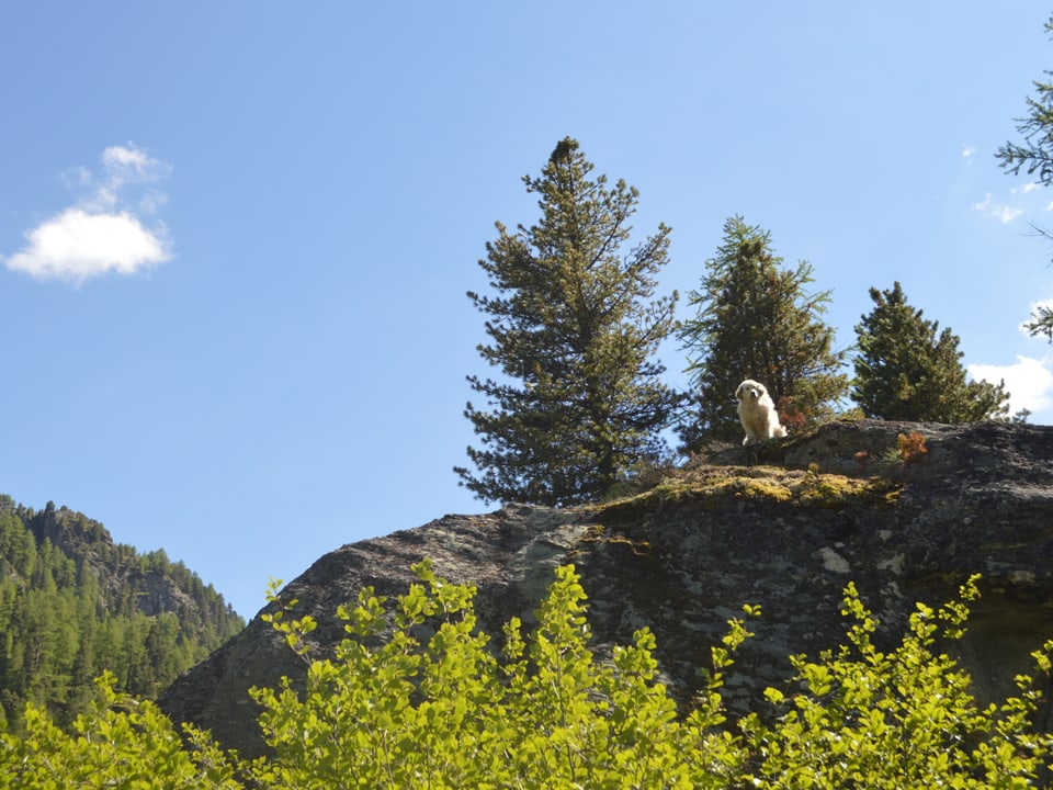 Herdenschutzhund auf Felsvorsprung im Turtmanntal.