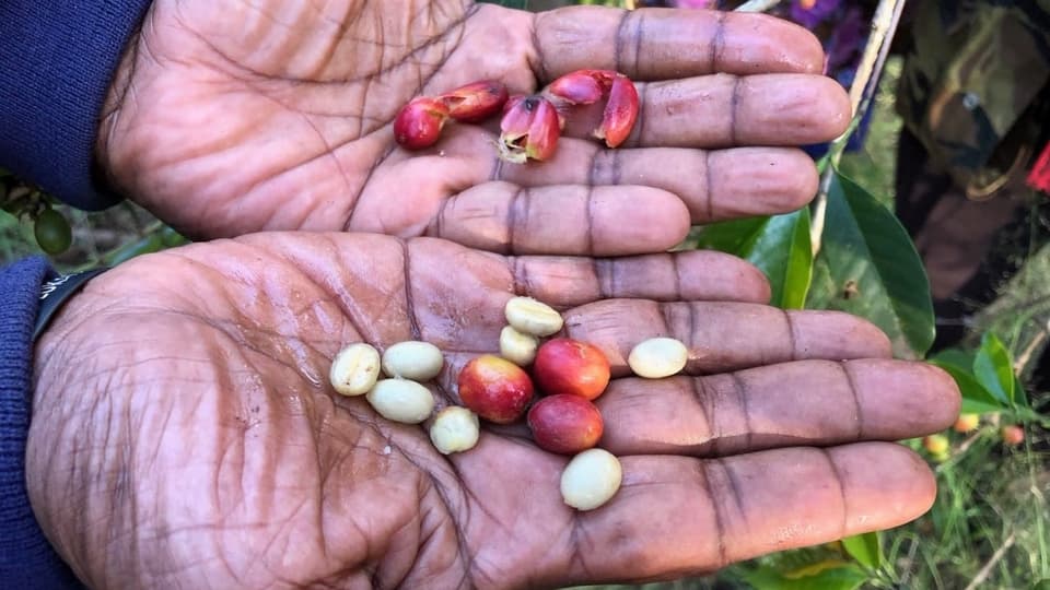 Papua Neuguinea: Weltbank hilft Kaffeebauern