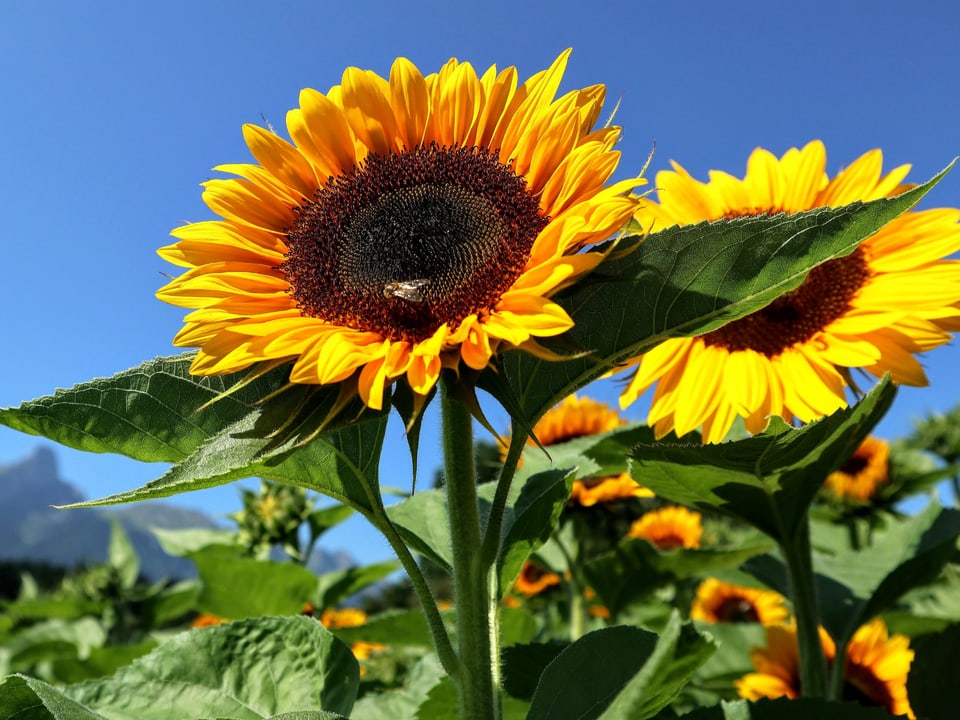 Viele Sonneblumen bei strahlend sonnigem Wetter.