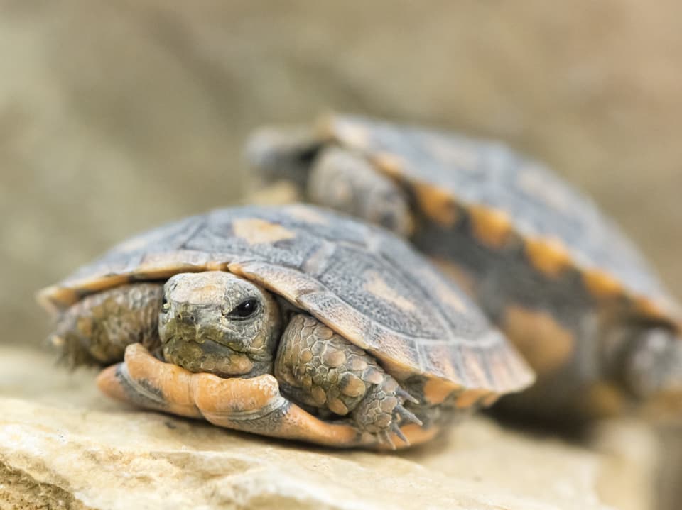 Zwei junge Spaltenschildkröten