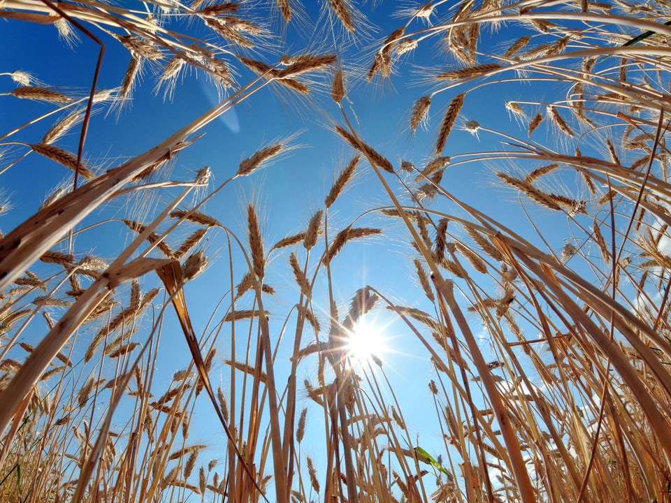 Aus einem Getreidefeld gegen den Himmel und die Sonne fotografiert. Der Himmel ist wolkenlos, das Korn weiss-gelb.