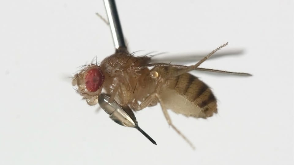 Forschung im Rahmen des SNFs: Taufliege Drosophila hält mit ihren Beinen eine mikroskopisch kleine Sonde umklammert.