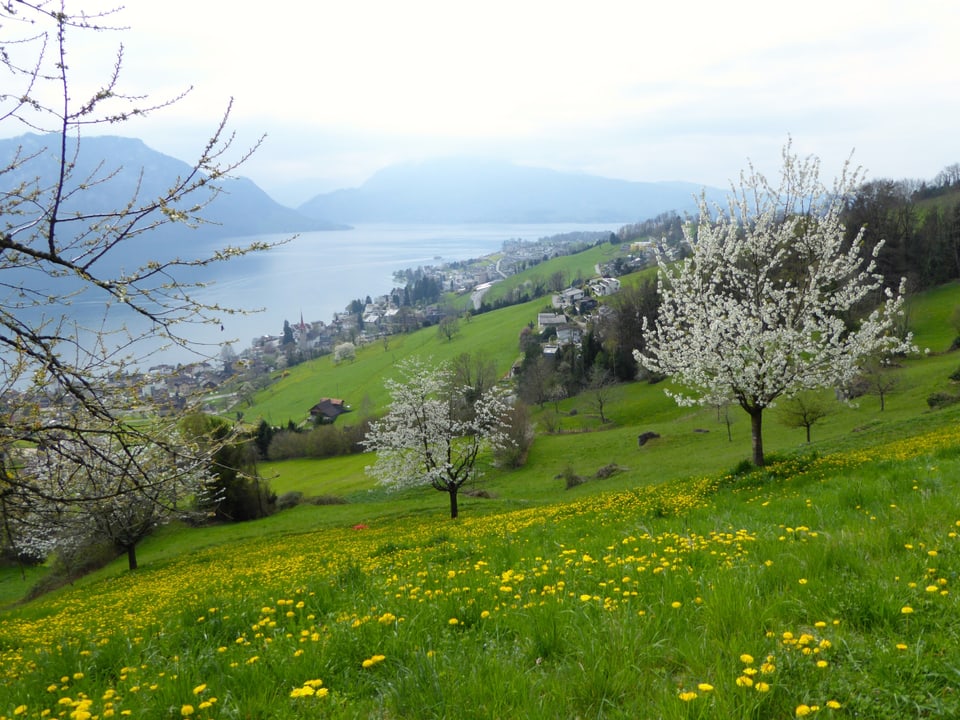 Löwenzahn und Kirschbaumblüte sorgten oberhalb von Weggis für Frühlingsgefühle.