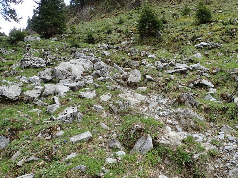 Ein mit Steinen und kleineren Felsbrocken gesäumter Weg führt durch die Urner Alpen.