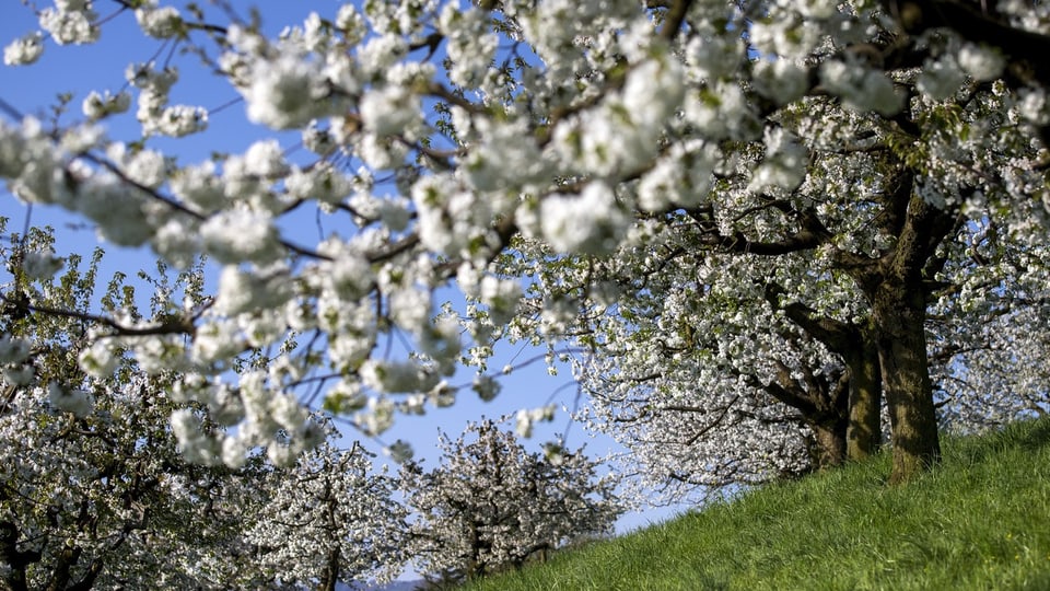 Italienische Marienkäfer sollen Baselbieter Kirschbäume retten