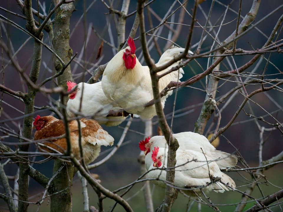 Vier Hühner in einer kahlen Baumkrone