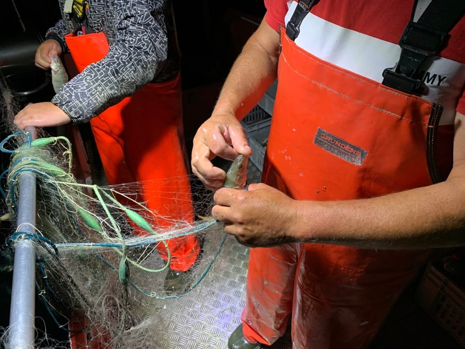Fischer löst Fische aus dem Netz