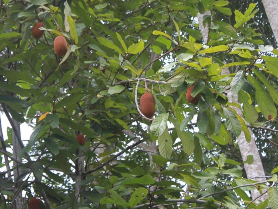 Copoazu-Frucht am Baum.