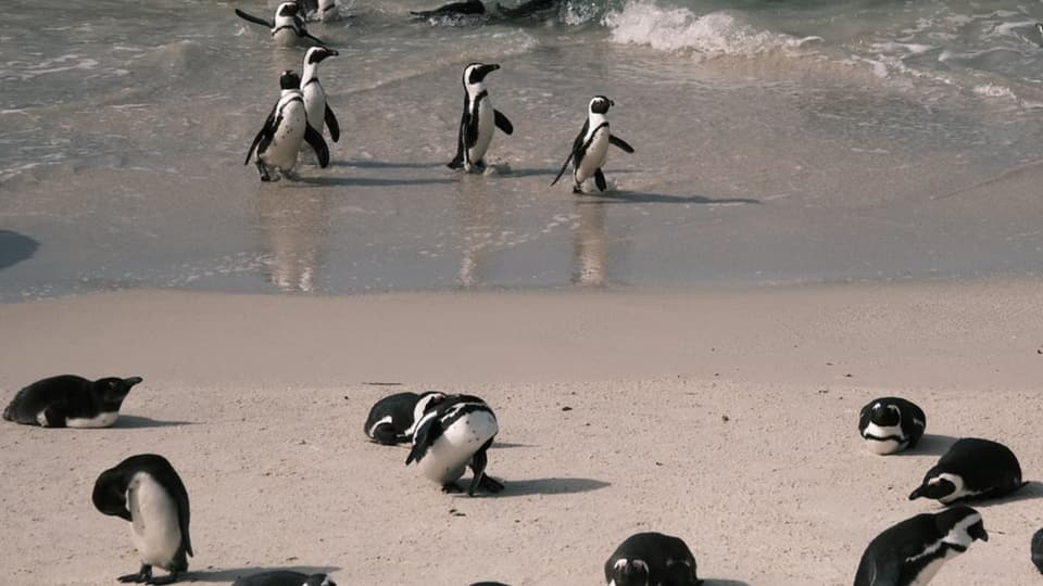 Umweltministerium in Kritik - Wie die afrikanischen Pinguine zu einer  aussterbenden Art wurden - News - SRF