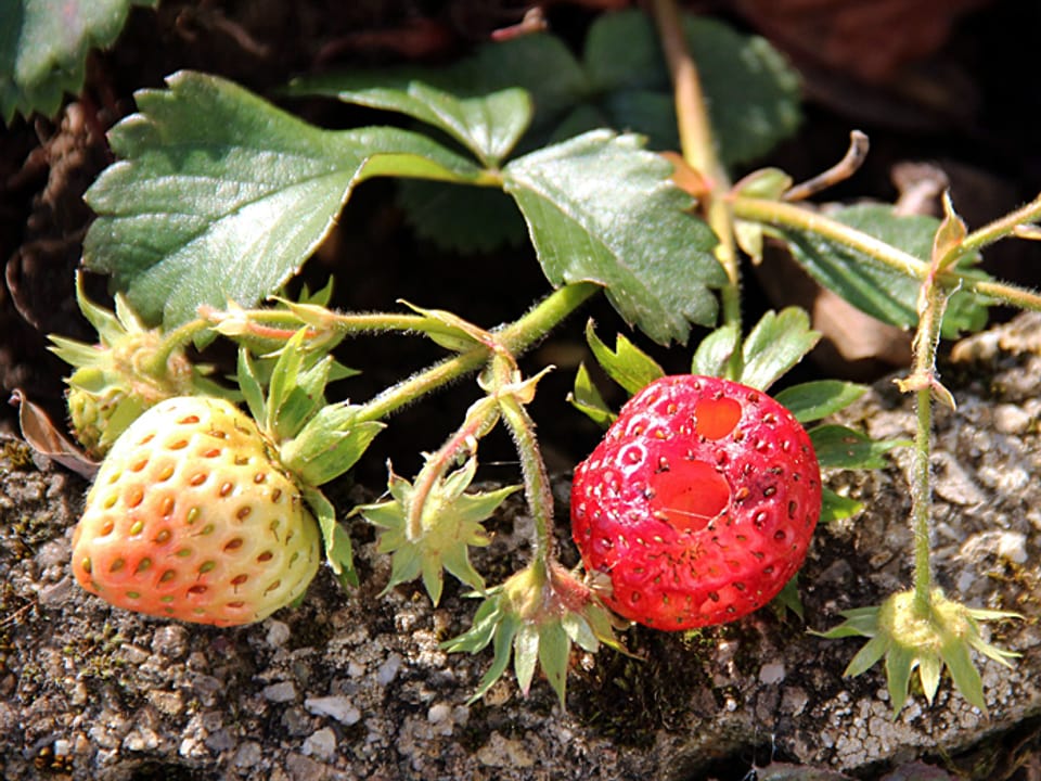 Erdbeeren, noch weiss und eine Frucht bereis hellrot und angefressen.