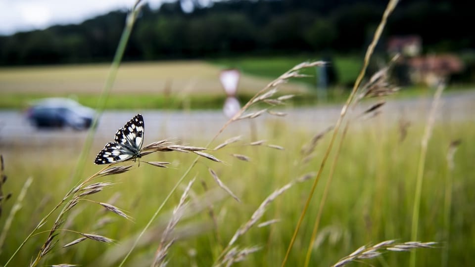 Ein Schmetterling sitzt auf einem Grashalm – dahinter fährt ein Auto auf einer Strasse am Insekt vorbei.