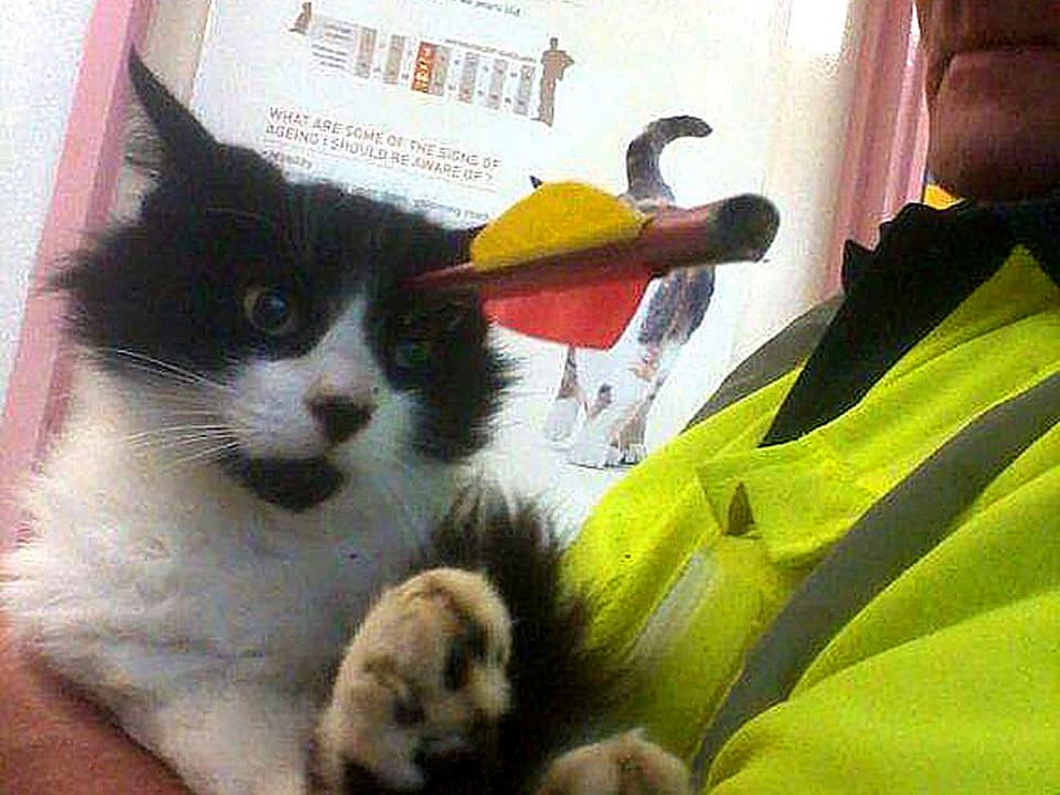 Eine kleine schwarze Katze liegt auf den Armen eines neuseeländischen Sanitäters. In ihrem Kopf steckt oberhalb des linken Auges ein fingerdicker Armbrust-Pfeil.