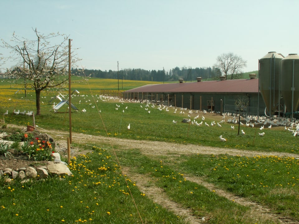 Idylle in Buttisholz, Kanton Luzern. Die 8000 Hühner können bei schönem Wetter immer nach draussen. 
