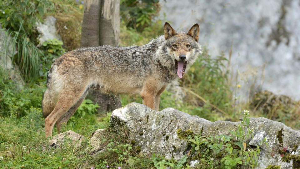 hellbraun-grauer Wolf steht seitlich, schaut in Kamera mit ausgestreckter Zunge.