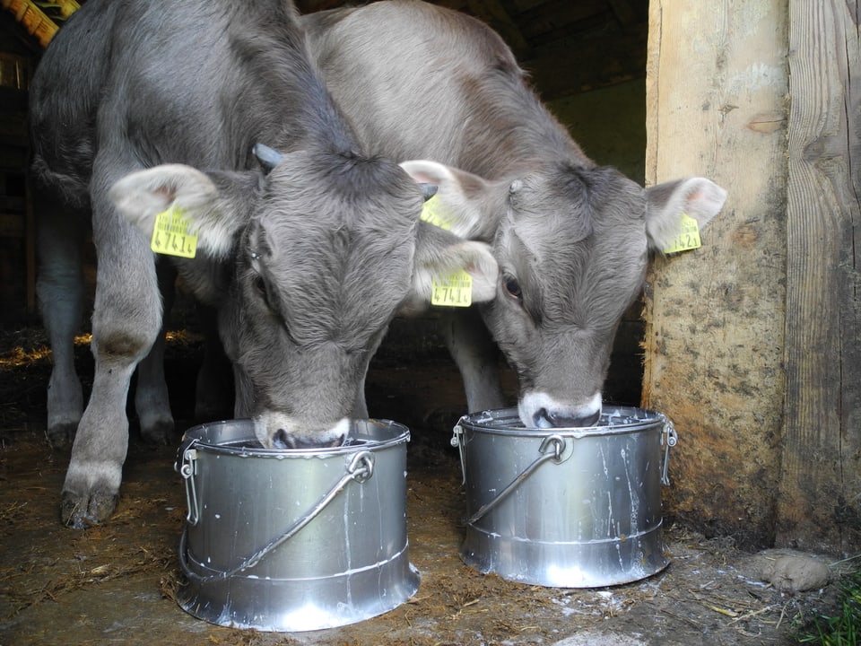 Zwei junge Stiere trinken Milch aus Eimern.