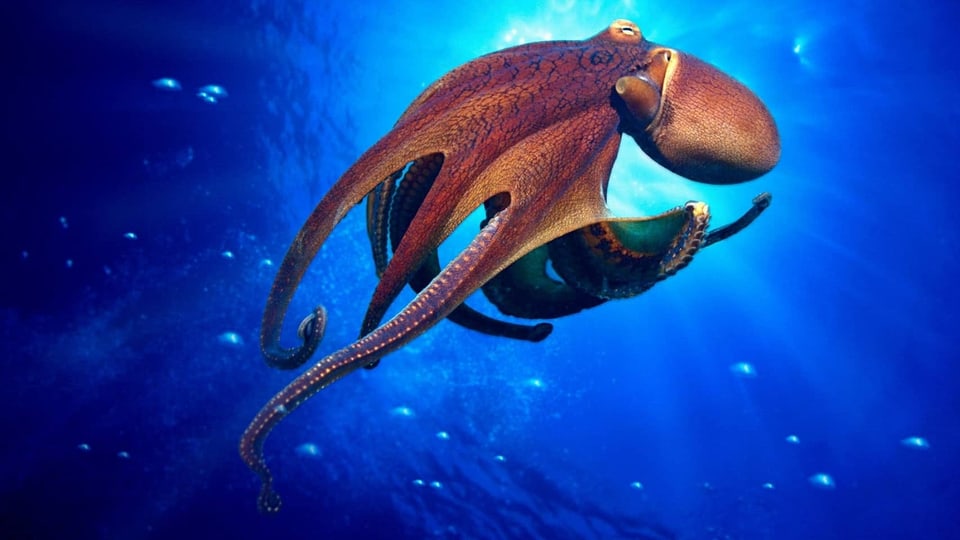 Faszination Oktopus - In der Tiefe des Meeres auf der Höhe der Zeit