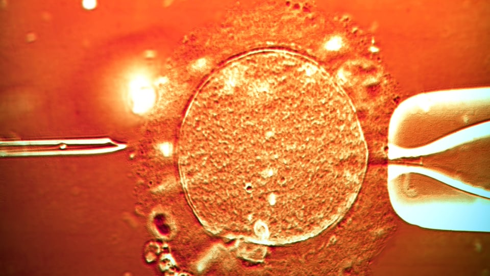 Eine In-vitro-Fertilisation in der Vergrösserung.