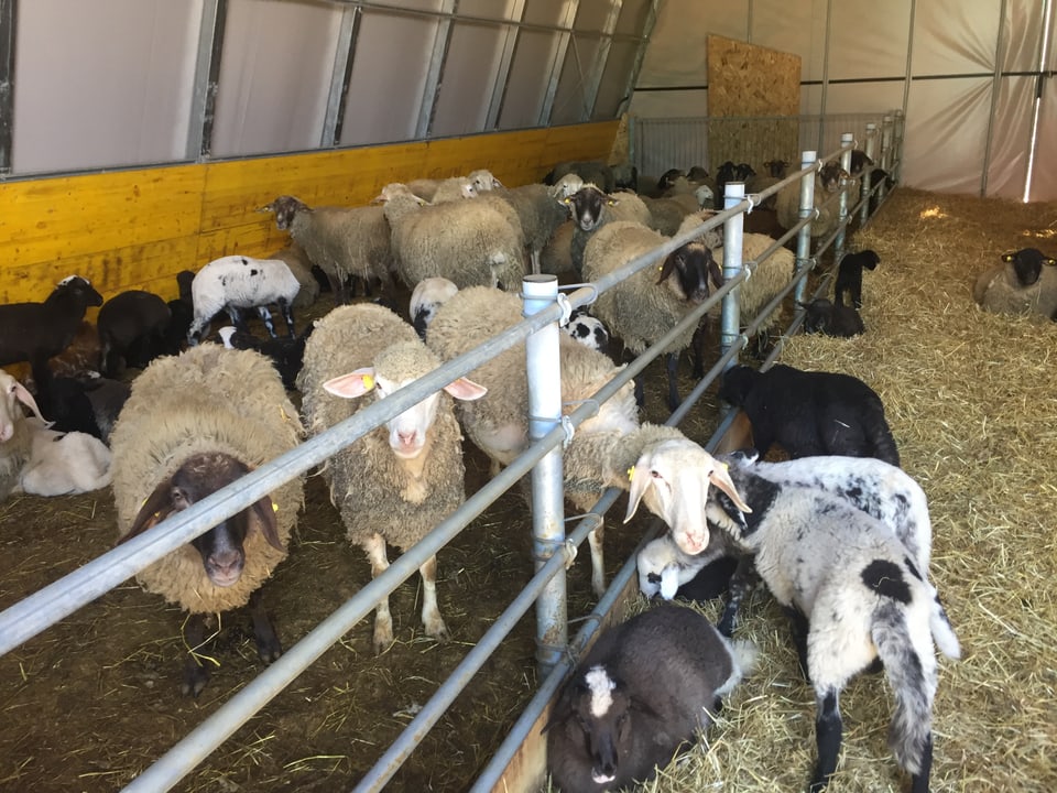 Schafe in einem Zelt-Stall.